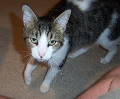 Fancy Cat prowling around my room