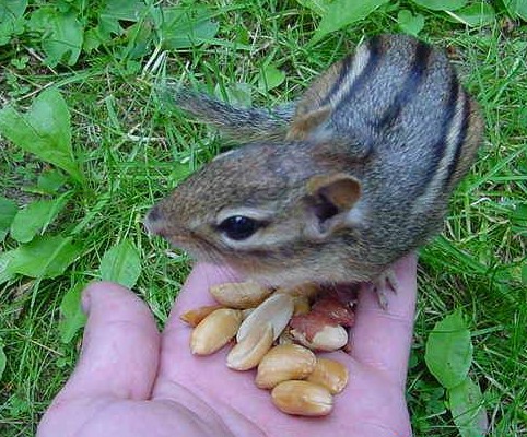 feeding a chipmunk