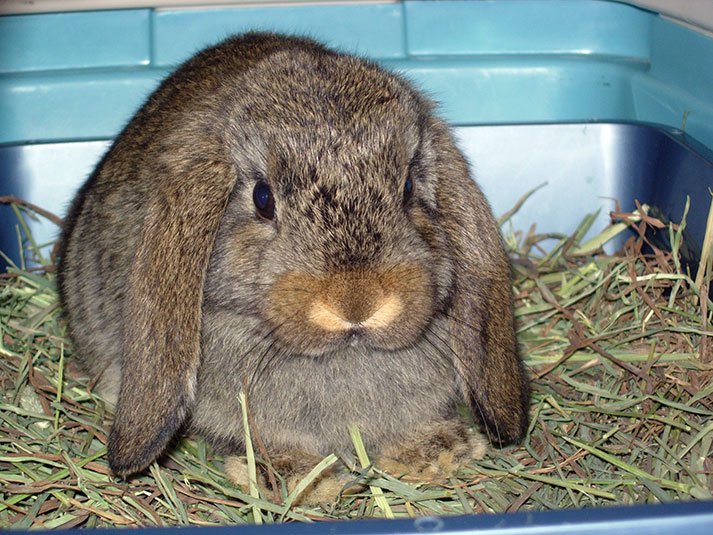 Munch on the day we brought him home