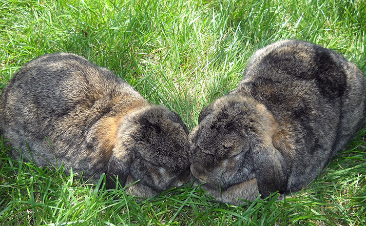 Sniff and Munch, July 2011