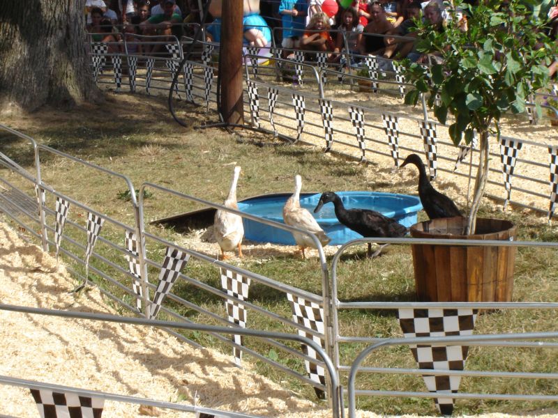 Montgomery County Agricultural Fair, 12 August 2007