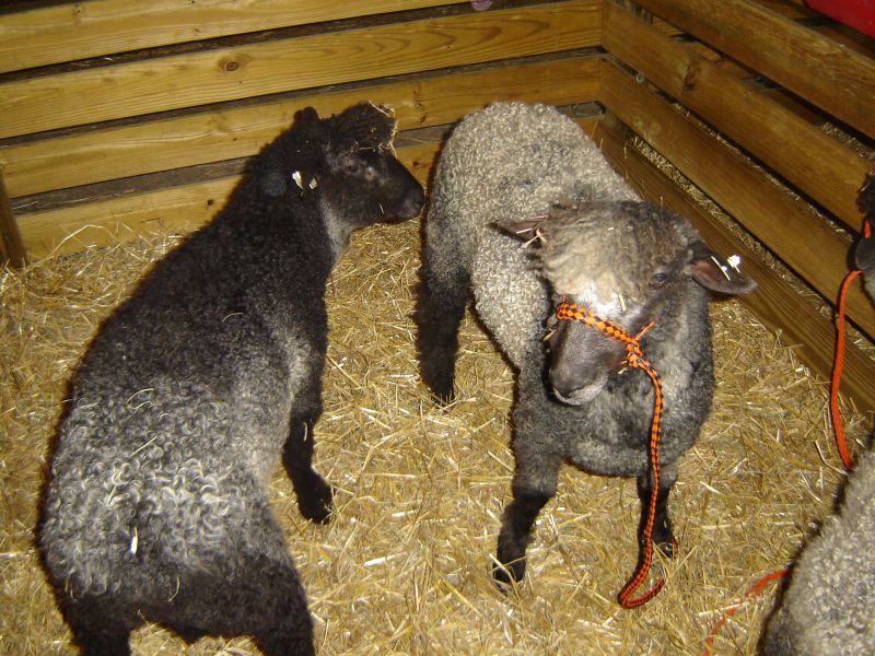 Montgomery County Agricultural Fair, 12 August 2007