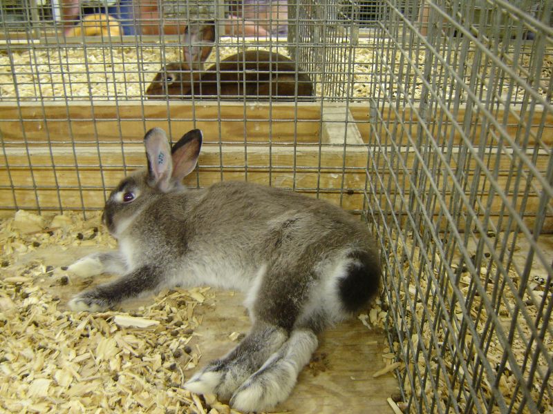 Montgomery County Agricultural Fair, 12 August 2007