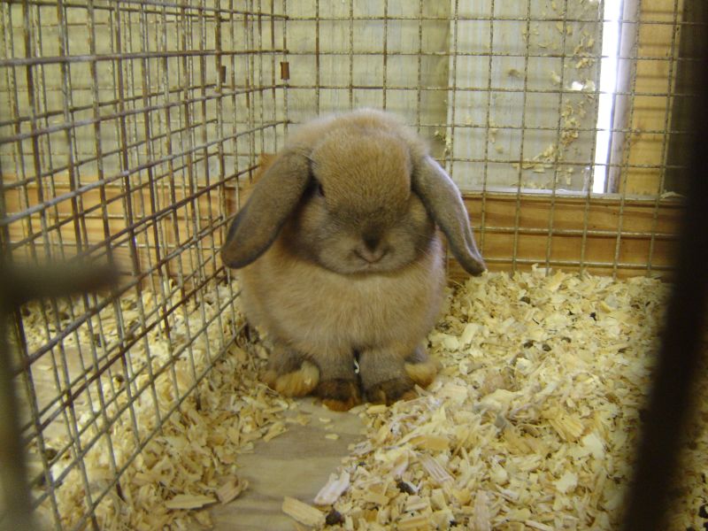 Montgomery County Agricultural Fair, 12 August 2007