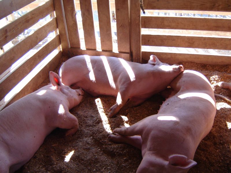 Montgomery County Agricultural Fair, 12 August 2007