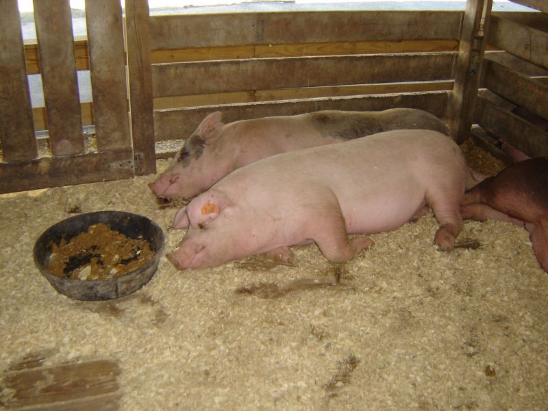 Montgomery County Agricultural Fair, 12 August 2007