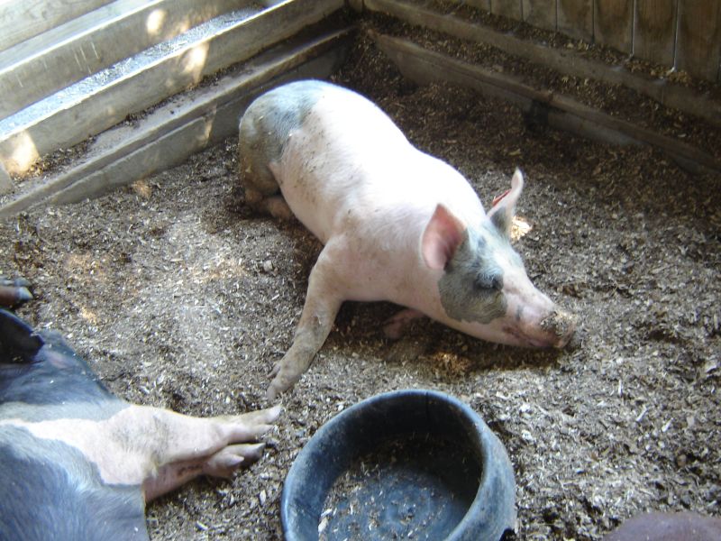 Montgomery County Agricultural Fair, 12 August 2007