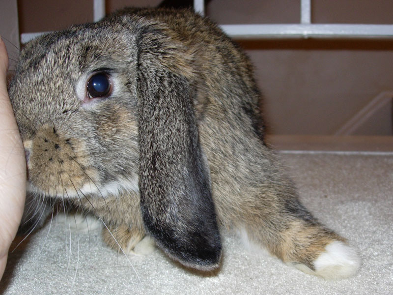 Sniff Bun-Bun Brundage, 12 September 2007