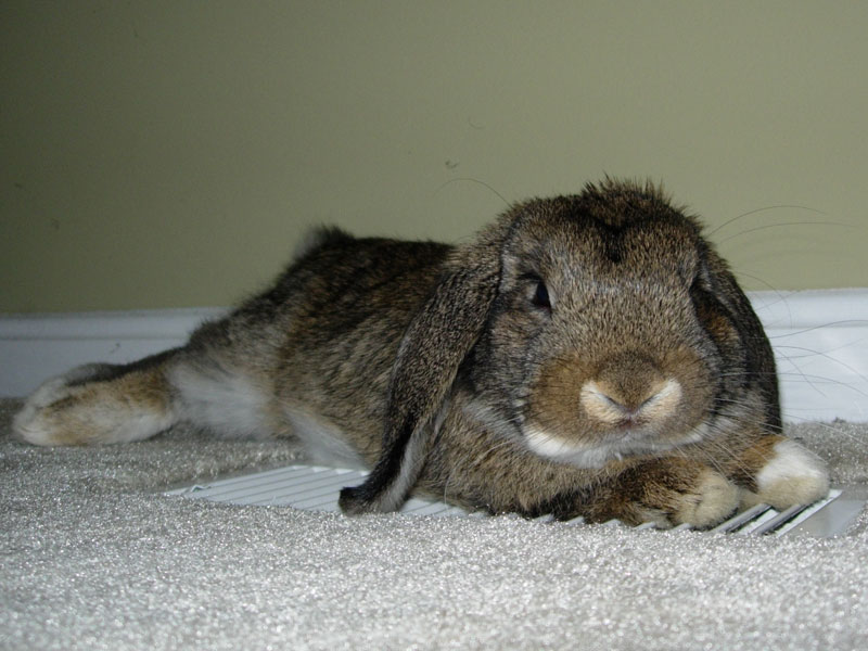 Sniff Bun-Bun Brundage, 12 September 2007