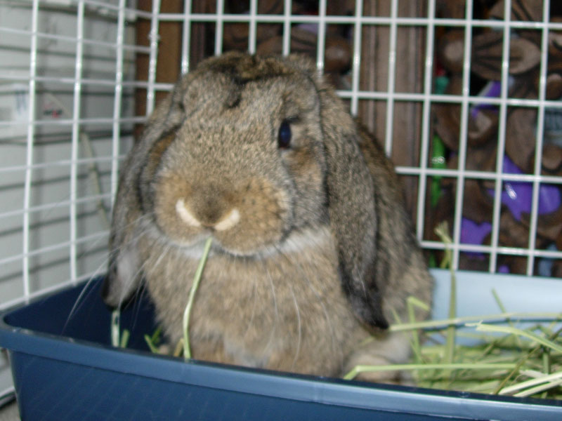 Sniff Bun-Bun Brundage, 12 September 2007