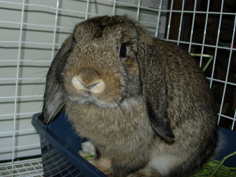 Sniff Bun-Bun Brundage, 12 September 2007