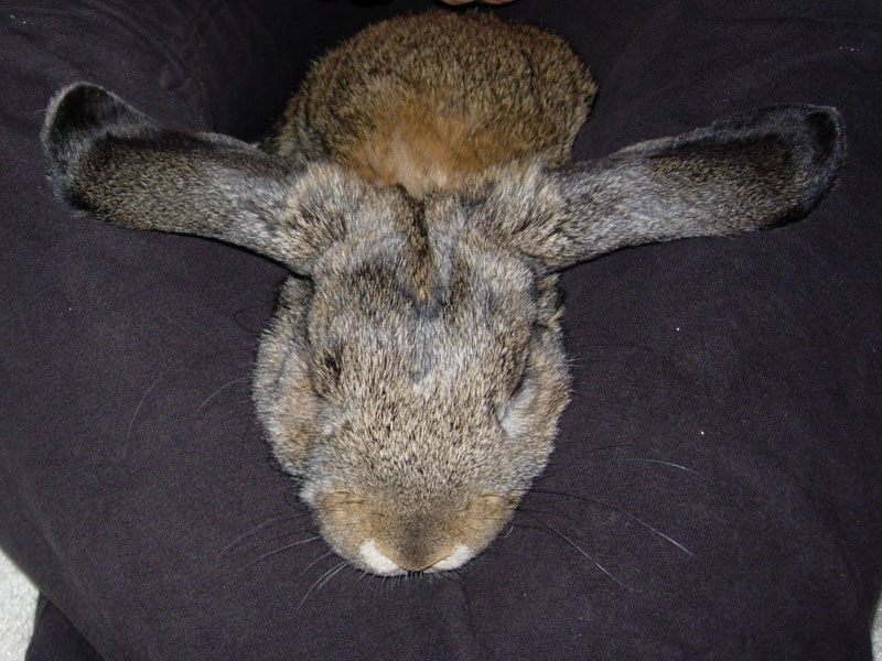 Sniff Bun-Bun Brundage, 12 September 2007