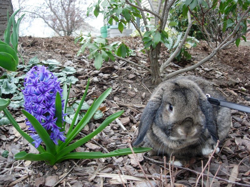 Sniff, March 2008