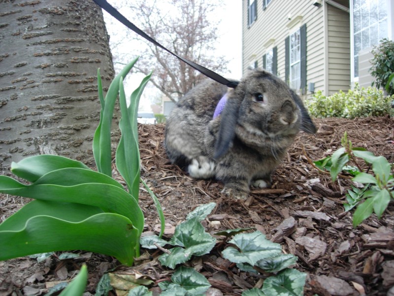 Sniff, March 2008