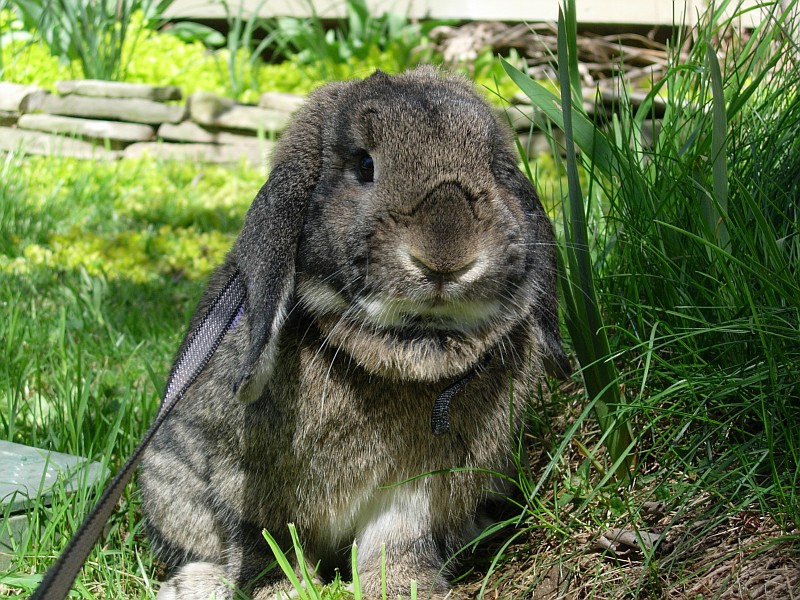 Sniff Bun-Bun Brundage, spring 2008