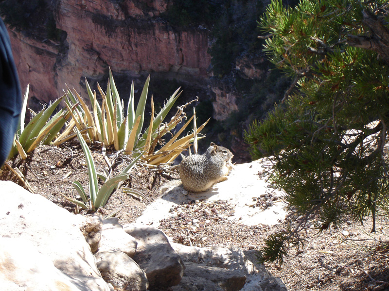 The Grand Canyon and Sedona, October 2008