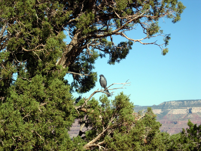 The Grand Canyon and Sedona, October 2008