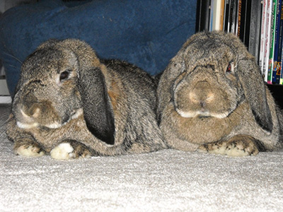 Sniff and Munch, 2009